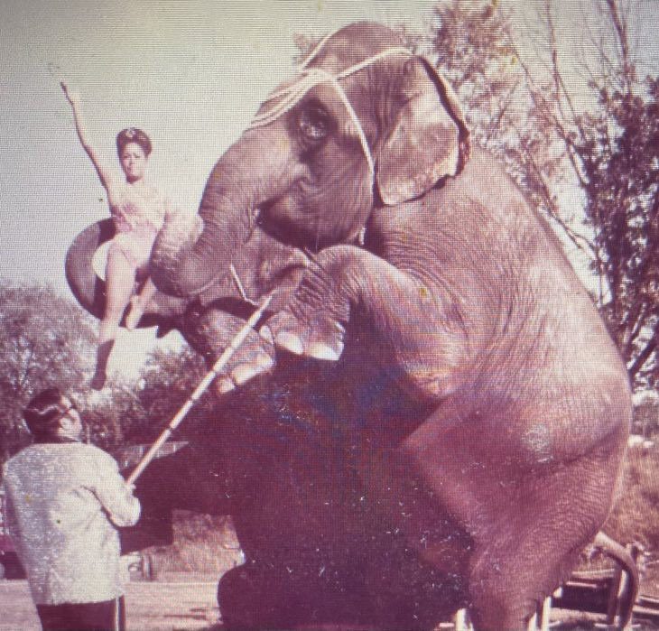 Bobby and Rosa Gibbs putting the elephants through their circus acts in the apple orchard at the Smith Brothers Farm