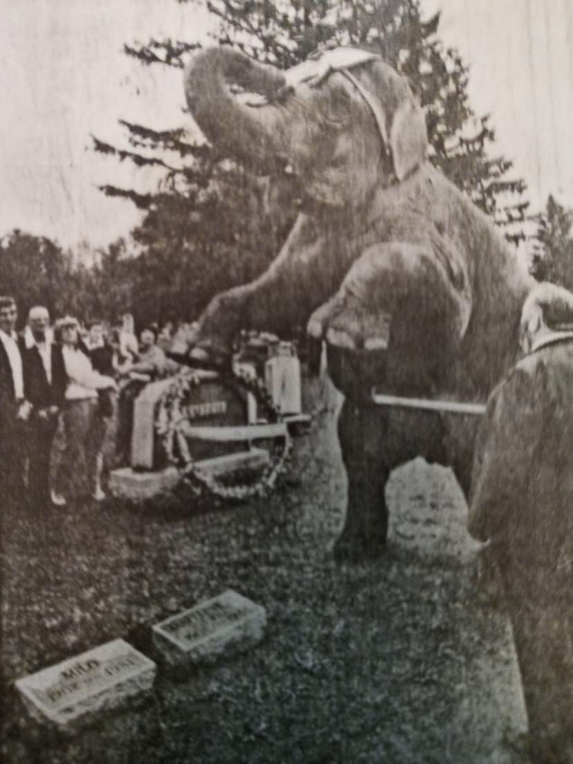 Newsprint of Bimbo performing circus tricks after he had laid the wreath at Milo’s grave at Oak Hill Cemetery, Herkimer, NY