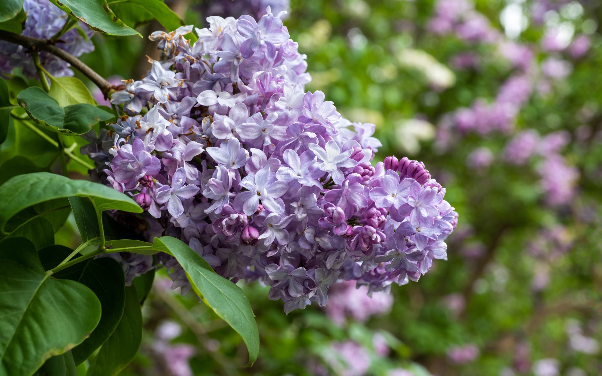 Rochester Lilac Festival