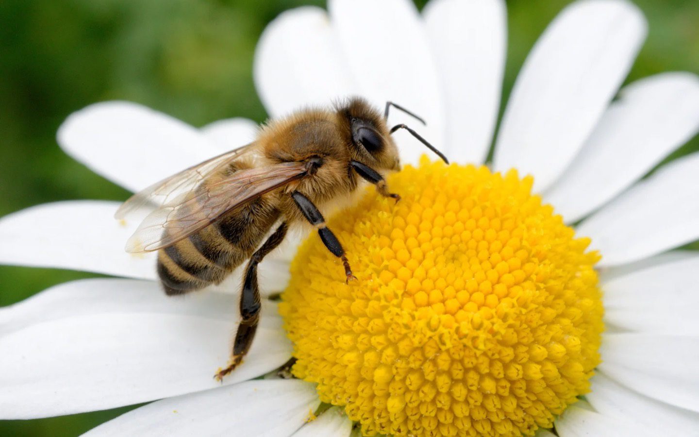 The Buzz About Pollinators