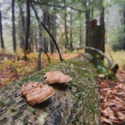 Late Fall 2025. Photo by Sarah Rogers