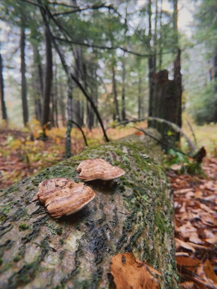 Late Fall 2025. Photo by Sarah Rogers