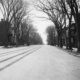 Tree-lined Genesee Street c. 1900. Photo courtesy of the Oneida County History Center.