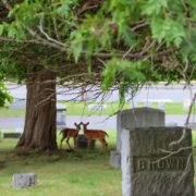 Wildlife in New Forest Cemetery, photo by Alecia Pendasulo