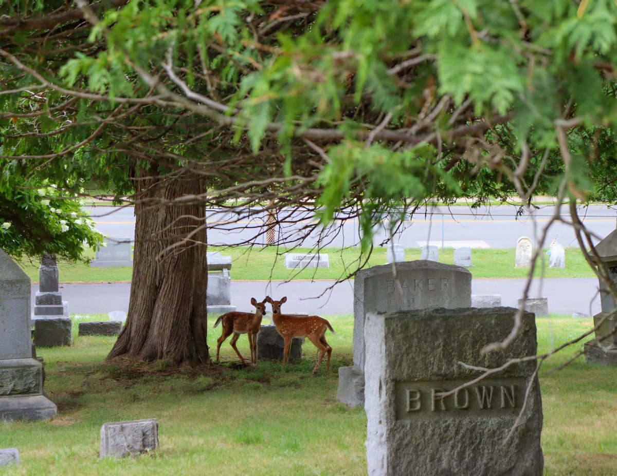 Wildlife in New Forest Cemetery, photo by Alecia Pendasulo