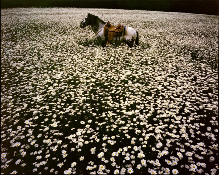 Lucky Spot in Daisy Field. Sussex © 1985 Paul McCartney under exclusive licence to MPL Archive LLP. Photographer: Linda McCartney