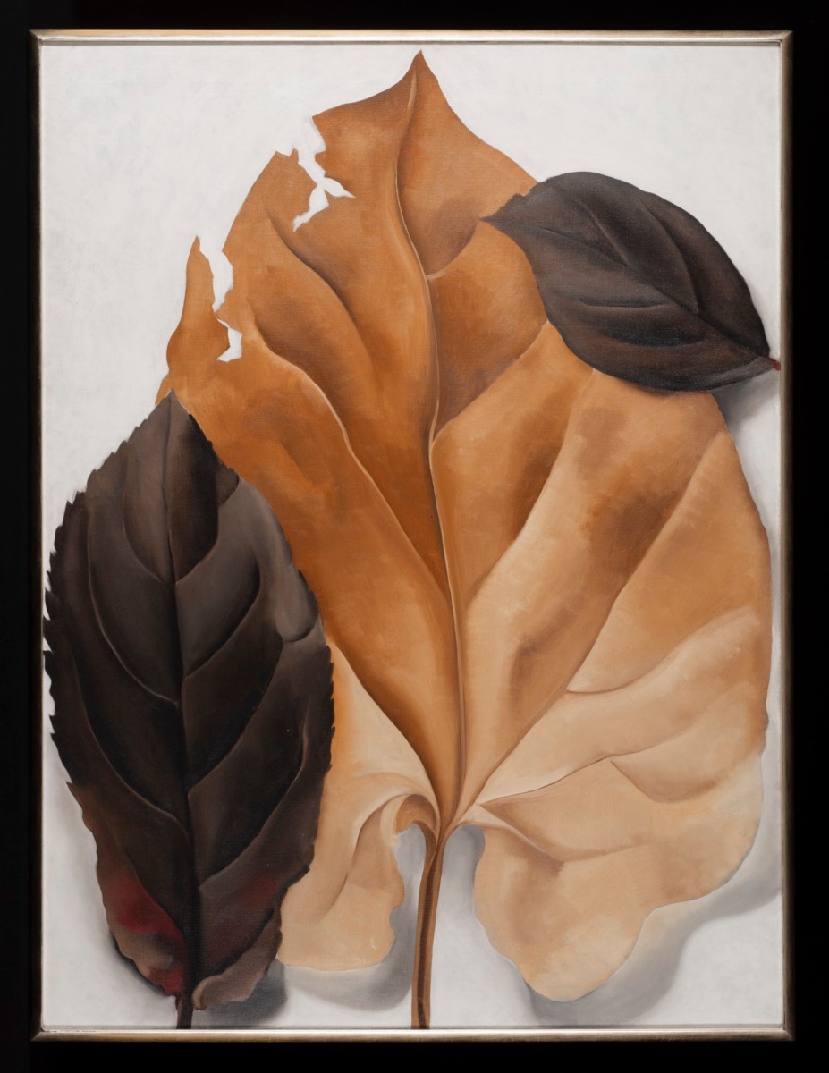 “Brown and Tan Leaves”, 1928 by Georgia O’Keeffe 2023 Georgia O’Keeffe Museum/ Artist Rights Society (ARS), New York. Collection of Fenimore Art Museum, Cooperstown, New York. N0014.2023.